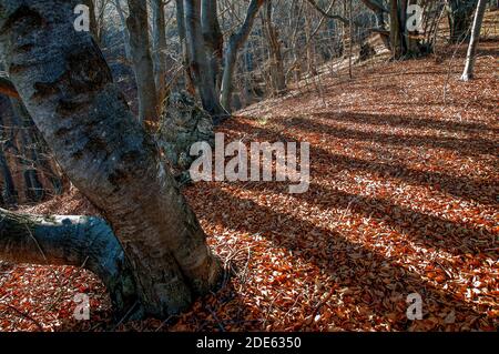 Play of shades and sun light in a dense forest in autumn. Thick carpet of autumn leaves on the ground. Stock Photo