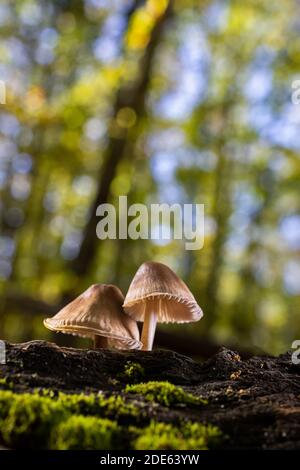 A vertical shot of small Mycena mushrooms in a chestnut forest Stock Photo