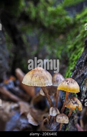 A vertical shot of small Mycena mushrooms in a chestnut forest Stock Photo