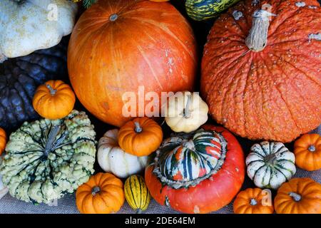Overhead view of a collection of squashes, pumpkins and gourds - John Gollop Stock Photo