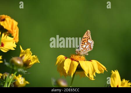 A butterfly, a queen of Spain fritillary (Issoria lathonia), sitting on a yellow coreopsis-flower. The wings are closed. Stock Photo