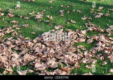 Dry Leaves on the Ground Stock Photo