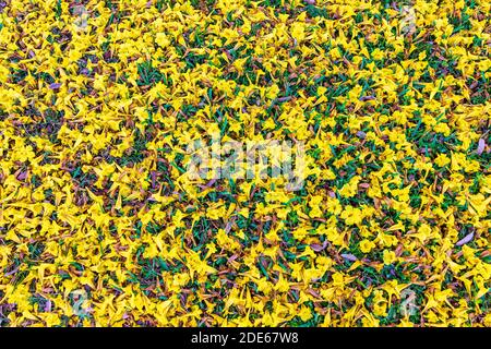 Yellow flowers of Caribbean trumpet tree (Tabebuia aurea) scattered on ground - Pembroke Pines, Florida, USA Stock Photo