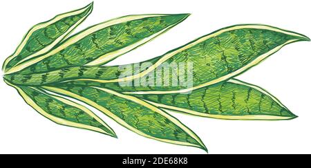 mother in law tongue plant dying clipart