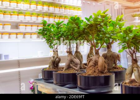 Ficus microcarpa on store shelves, sale of indoor plants Stock Photo