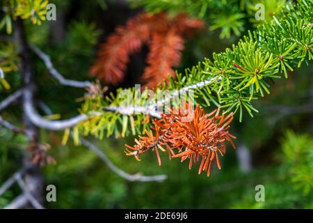 Close-up of colorful needles of pine trees turning red in autumn sunny day morning. Beauty fall foliage scene. Stock Photo