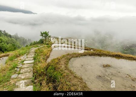 Elevated view of rice fields on a foggy day at Longsheng Rice Terraces, Longji, China Stock Photo