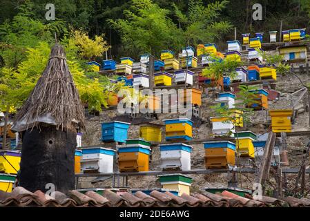 Hives in the apiary Stock Photo - Alamy