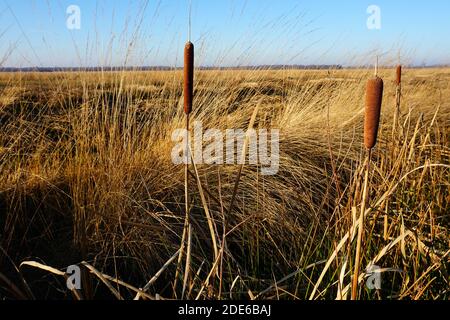 Typha latifolia, broadleaf cattail, bulrush, common bulrush, common cattail, cat-o'-nine-tails, great reedmace, cooper's reed, cumbungi. Bog Stock Photo