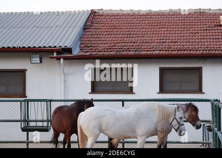 Horses at Manege Stock Photo