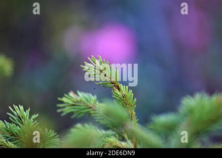 Fir branche as a close up against a green and pink blurred background Stock Photo