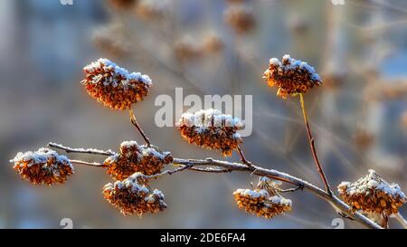 Golden dry flowers from seed vessels on bush twigs snow covered - natural christmas decoration of winter park. Beautiful detail of winter  nature on b Stock Photo