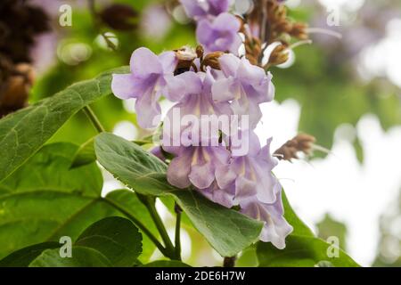 Purple flowers of a catalpa tree, Santiago, Chile Stock Photo