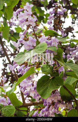 Purple flowers of a catalpa tree, Santiago, Chile Stock Photo