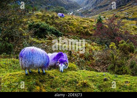 Colored sheep in the Gap of Dunloe, Ireland Stock Photo