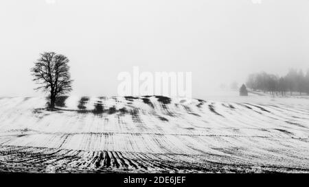 Lone tree in empty field winter with fog. Ontario Canada. Stock Photo