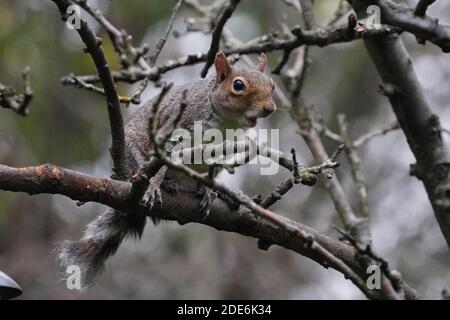 London, UK. Sunday, November 29th, 2020. A grey squirrel in a garden in Ealing, London. Photo: Roger Garfield/Alamy