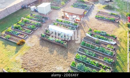 Wooden pergola and shed near row of raised beds at community garden in Dallas, Texas, USA Stock Photo