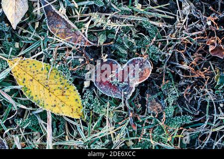 beautiful natural background of fallen leaves lying on the grass covered with prickly white frost on a cold autumn morning Stock Photo