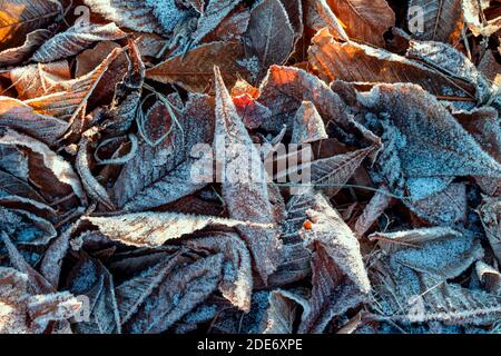 beautiful natural background of fallen leaves lying on the grass covered with prickly white frost on a cold autumn morning Stock Photo