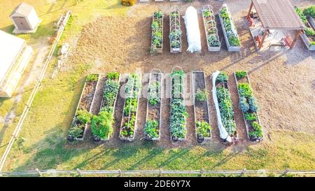 Wooden pergola and shed near row of raised beds at community garden in Dallas, Texas, USA Stock Photo