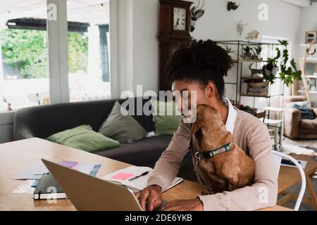Female student working getting distracted by cute puppy sitting on her lap in modern kitchen. Stock Photo