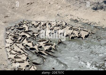 Mud, glorious mud. Drying up puddle in a vehicle track. Curled up surface crust of sediment and algae.Towards the end of the rainy season. Botswana. A Stock Photo