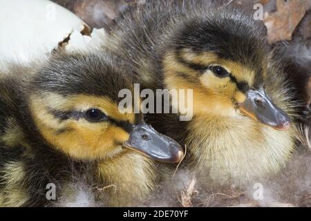 Mallard Ducklings (Anas platyrhynchos). 'Downy' ducklings, just dried out from egg fluids, living on remains of egg yolk within, will leave the nest l Stock Photo