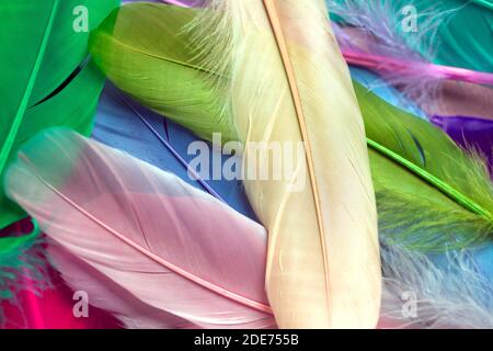Pile of the colorful artificial feathers Stock Photo