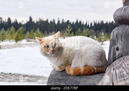 creamy blue-eyed cat sitting outdoor on the corner of a village log house on the background of a winter landscape Stock Photo