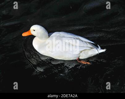 White Pekin duck in water, Boat Harbour Marina, Lake Taupo, Taupo, Waikato Region, North Island, New Zealand Stock Photo