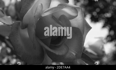 Black and white photo close up of bright pink rose flower and soft vintage look. Beautiful delicate plants background with green leafs. Natural beauty Stock Photo