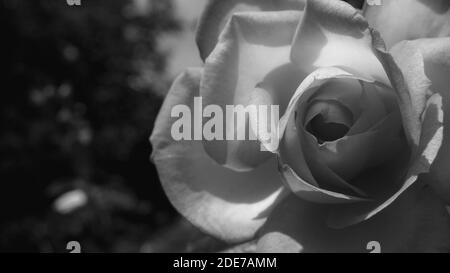 Black and white photo close up of bright pink rose flower and soft vintage look. Beautiful delicate plants background with green leafs. Natural beauty Stock Photo