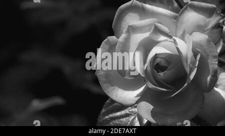 Black and white photo close up of bright pink rose flower and soft vintage look. Beautiful delicate plants background with green leafs. Natural beauty Stock Photo