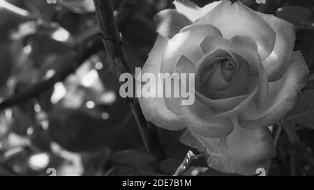 Black and white photo close up of bright pink rose flower and soft vintage look. Beautiful delicate plants background with green leafs. Natural beauty Stock Photo