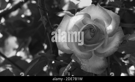 Black and white photo close up of bright pink rose flower and soft vintage look. Beautiful delicate plants background with green leafs. Natural beauty Stock Photo