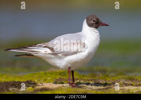 Black-headed Gull (Chroicocephalus ridibundus), side view of a 2nd summer juvenile, Campania, Italy Stock Photo