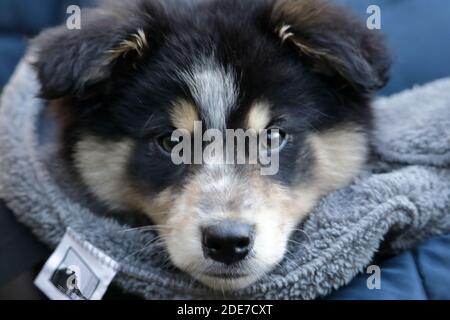 A black  tri-colour border collie Canis lupus) 9 weeks old male pup ' Archie'. Stock Photo