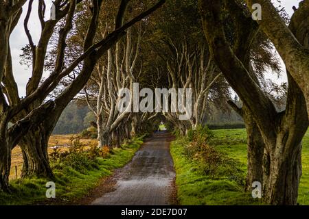 The Dark Hedges near Ballymoney, County Antrim, Northern Ireland: morning light falls sideways through the tunnel of gnarled beech trees arching over Bregagh Road. The roughly 150 trees were planted around 1775 by James Stuart as an avenue leading to his estate, Gracehill House, and served as the filming location for the "King's Road" in the television series "Game of Thrones." Stock Photo