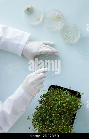 Top view close up of unrecognizable female scientist studying plant samples in petri dish while working at biotechnology lab, copy space Stock Photo