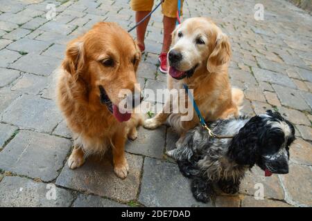 High-angle view of three leashed dogs (Golden Retriever and Cocker) sitting on a stone road with their master's legs in the background, Tuscany, Italy Stock Photo
