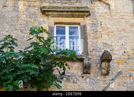 Details of the façade of an old, abandoned house with a window on a stone and brick wall and branches of fig tree, Volterra, Pisa, Tuscany, Italy Stock Photo