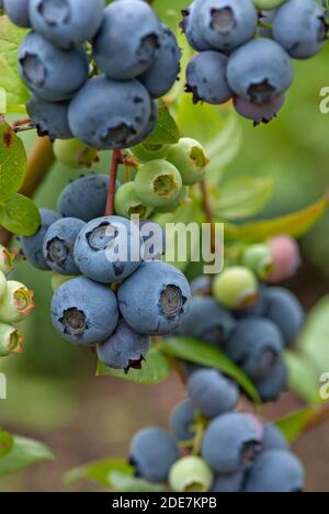 Ripe blueberries on bush growing in organic household Stock Photo