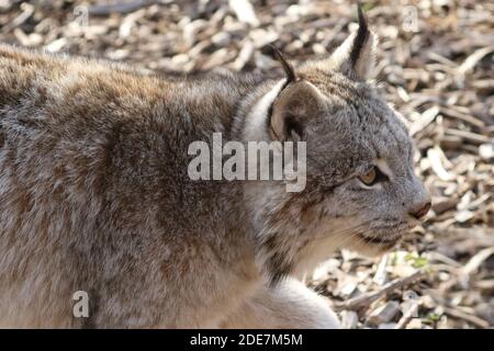 Canadian Lynx in captivity Stock Photo