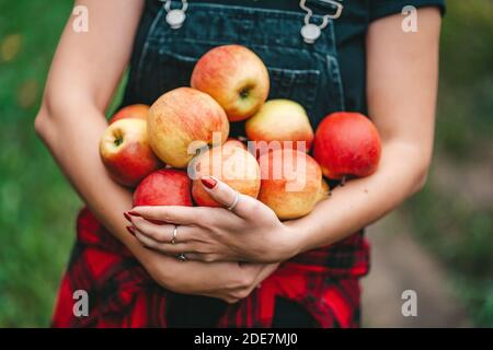Blue haired girl picked up a lot of ripe red apple fruits from tree in green garden. Organic lifestyle, agriculture, gardener occupation Stock Photo