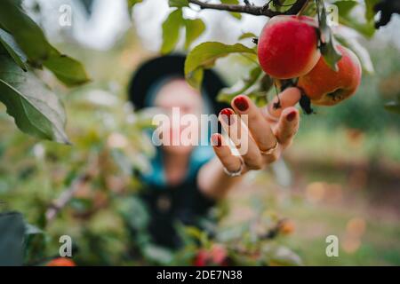 Blue haired woman picking up ripe red apple fruits from tree in green garden. Organic lifestyle, agriculture, gardener occupation Stock Photo