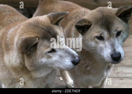 Dingoes in captivity Stock Photo