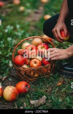 Unrecognizable woman picking up ripe red apple fruits in green garden. Organic lifestyle, agriculture, gardener occupation Stock Photo