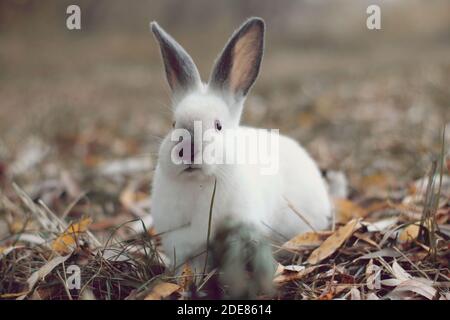 White rabbit with black ears on yellow leafs looking Stock Photo