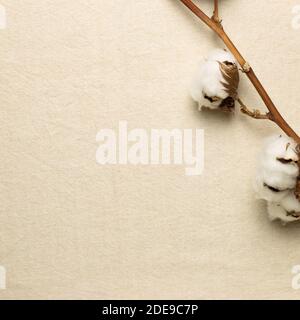 Winter concept. Cotton plant on beige fabric background. top view, copy space Stock Photo
